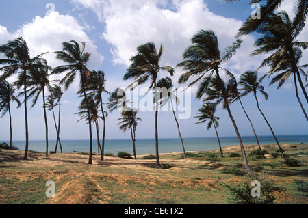 Palmen wiegen sich im Wind Strand in Kerala, Indien Stockfoto