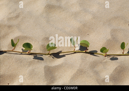 STP 85930: grüne Ranke Pflanze wächst am Strand Sand Bhogwe Strand Maharashtra Indien Stockfoto