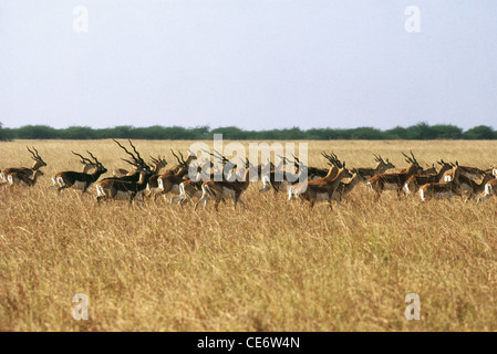 Indische Antilope; Blackbuck; Antilope cervicapra; Blackbuck Nationalpark; Bhavnagar; velavadar Wildlife Sanctuary; gujarat; indien; asien Stockfoto