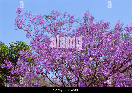 Blühende Bäume; Jacaranda; blauer jacaranda; schwarzer poui; Farnbaum; Jacaranda mimosifolia; indien; asien Stockfoto
