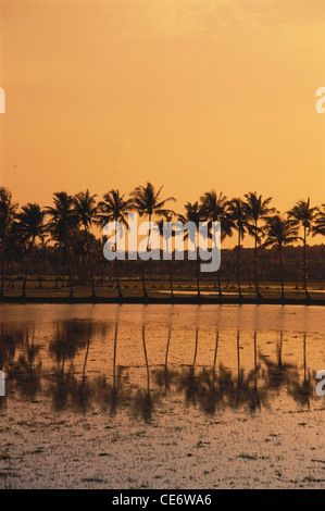 MBT 86073: Reflexion von Palm Bäume bei Sonnenuntergang Goa Indien Stockfoto