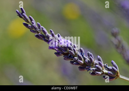 Lavendel Blume - Lavandula - close-up, Provence, Frankreich Stockfoto