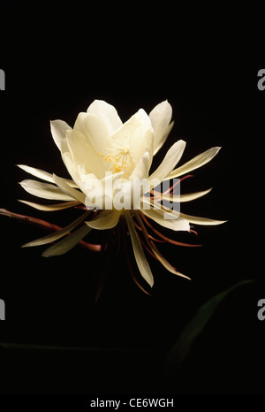 STP 86060: weiße Kamal Brahma Blume Blatt Blätter Pflanze Blüte Phase sechs Essen Obvallata auf schwarzem Hintergrund-Indien Stockfoto