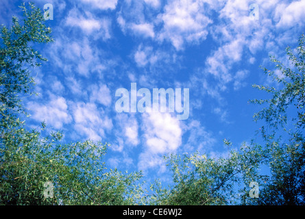 VHM 86011: weiße Wolken blauer Himmel, grüne Bäume Landschaft Stockfoto