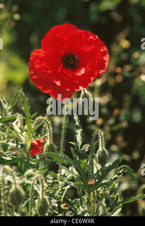 MAA 86101: Roter Mohn Blume Papaver somniferum Stockfoto