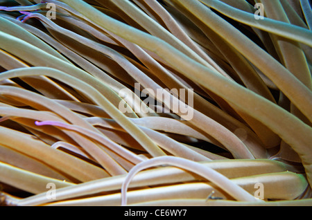 Snakelocks Anemone (Anemonia Viridis), Nahaufnahme, Unterwasser-Blick Stockfoto