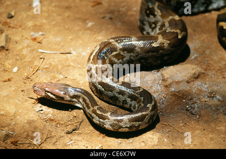 STP 83419: indische Schlange Rock Python Python aus Stockfoto