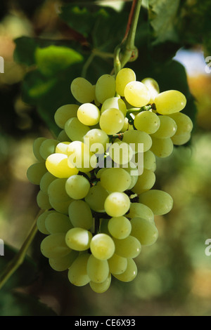 HMA 83504: grüne Trauben Obstbau auf eine Traube Baum in einem Weinberg Garten Nasik Maharashtra Indien Stockfoto