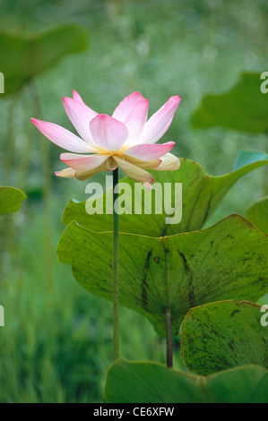 Rosa Lotusblume; Nelumbo nucifera; indische Lotusblume; heilige Lotusblume; Bohne von Indien Blume; ägyptische Bohnenblume; Indien; Asien Stockfoto
