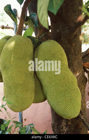 Jackfrucht-Pflanze; Jack Obstbaum; maharashtra; indien; asien Stockfoto