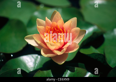 Indischer Lotos, heiliger Lotos, Bohne von Indien, ägyptische Bohne; wachsend im Teich; Nelumbo nucifera; uttan nahe bhayander; maharashtra; indien; asien Stockfoto