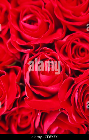 ANG 86303: Nahaufnahme Blumen rote Rosen Bouquet abstrakter Hintergrund Abdeckung Stockfoto