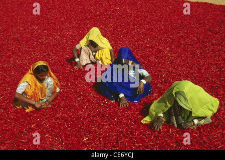 SHI 83670: vier indische Frauen sortieren rote Chilischoten würzen Jodhpur Rajasthan Indien Stockfoto