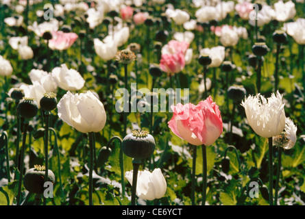 SNS 83608: indische weiß rosa Mohn Blumenfeld; Indien Stockfoto