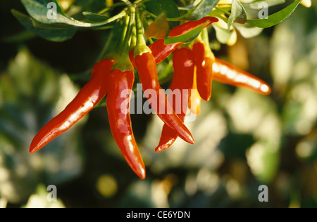 Rote Chilischote Pflanze wächst; indien; asien Stockfoto