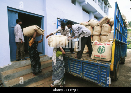 Indische Männer Frauen laden Teebeutel verpackt Jutesäcke LKW-Fabrik; Tamil Nadu; Indien Stockfoto