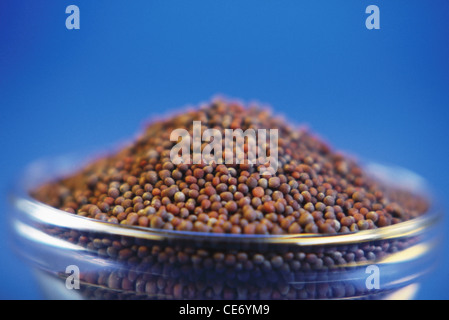 Senfkörner Stockfoto