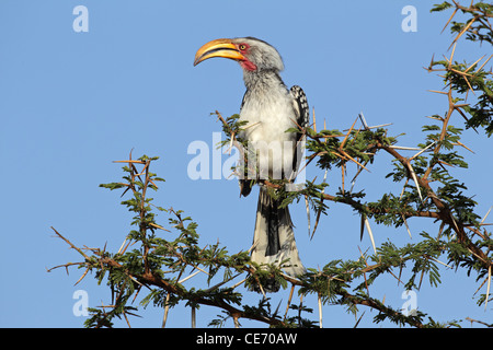 Gelb-billed Hornbill (Tockus Flavirostris) in einem Baum, Südliches Afrika Stockfoto