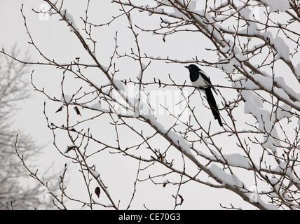 Schwarz-billed Elster (Pica Hudsonia) thront auf einem Baum. Stockfoto