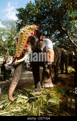 MAA 82430: Trichur Pooram Mahout Elefanten vor der Prozession Festival Thrissur Kerala Indien Montage Stockfoto