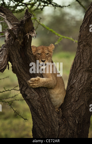 Junge lion Cub klettern Regenschirm Acacia treeportr Stockfoto