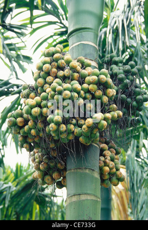 Areca-Nuss-Palme; Betel-Nuss-Baum; Karnataka; Indien; asien Stockfoto