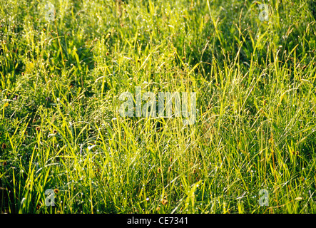 Green grass ; Gothenburg ; Sweden ; Europe Stockfoto