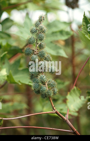 Rizinusöl Ernte; Ricinus communis; Rizinusbohne; Rizinusöl Pflanze; indien; asien Stockfoto