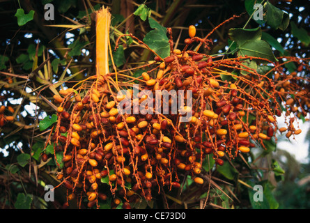 Nahaufnahme von Daten hängen auf Datum Palme; gorai; maharashtra; indien; asien Stockfoto