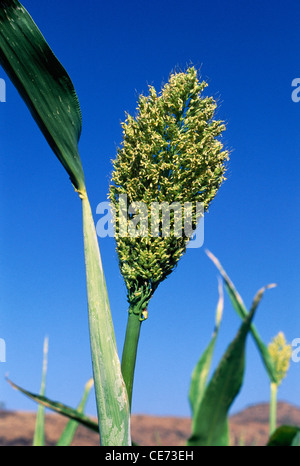 Sorghum Pflanze; Jowar Ernte; Jawar Ernte im Feld; Ghodegaon; Ambegaon taluka; pune; maharashtra; indien; asien Stockfoto