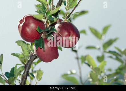 AAD 82003: Obst Äpfel am Baum wachsen; Kinnaur; Himachal Pradesh; Indien Stockfoto