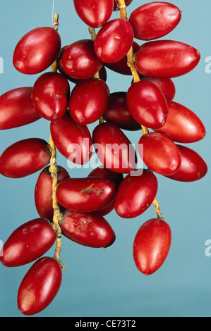 Frische Palmenfrüchte rote Datteln; Phoenix Sylvestris Roxb; indien; asien Stockfoto