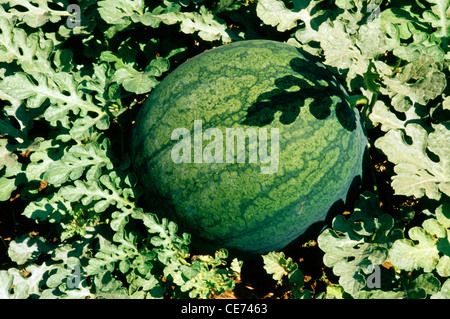 Wassermelone Obst Pflanze Weinstock wächst im Feld; Citrullus lanatus; indien; asien Stockfoto