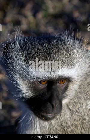 Vervet Affen, grüne Aethiops, Südafrika Stockfoto