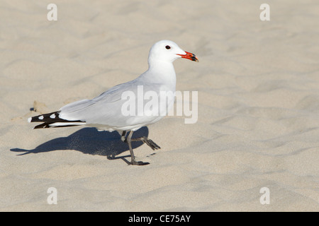 Single Audouin Möve, Larus Audouinii, am Strand von Menorca, Balearischen Inseln, Spanien, Stockfoto