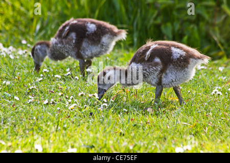 Nilgans Gänsel oder Apolochen Aegyptiacus Weiden am Abend Sonnenschein im Frühling Stockfoto