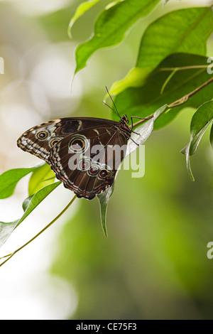 Blauen Morpho tropischer Schmetterling oder Morpho Peleides ruht mit Flügeln geschlossen. Offenen Flügeln hat schönen blauen Farbe Stockfoto