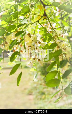 Weiße Blumen und frische Blätter in der Sonne auf Robinie Baum im Frühjahr Stockfoto