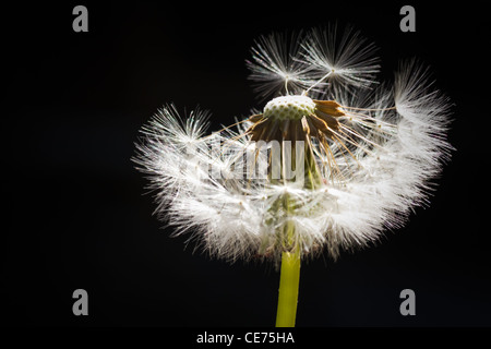 Flauschige Löwenzahn Samen im Gegenlicht mit schwarzem Hintergrund Stockfoto