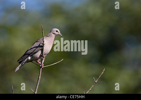 Eared Taube (Zenaida Auriculata Virgata) ruht auf einem Ast in der Buenos Aires ökologische Reserve in Buenos Aires, Argentinien. Stockfoto