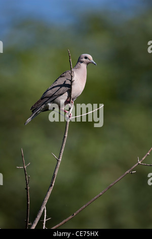 Eared Taube (Zenaida Auriculata Virgata) ruht auf einem Ast in der Buenos Aires ökologische Reserve in Buenos Aires, Argentinien. Stockfoto