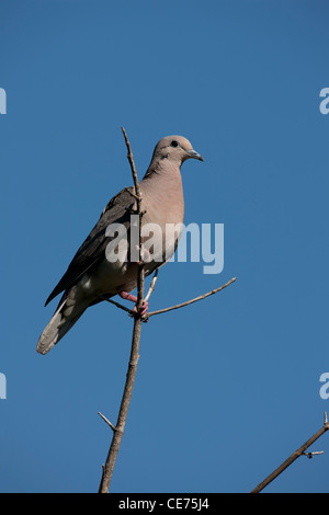 Eared Taube (Zenaida Auriculata Virgata) ruht auf einem Ast in der Buenos Aires ökologische Reserve in Buenos Aires, Argentinien. Stockfoto