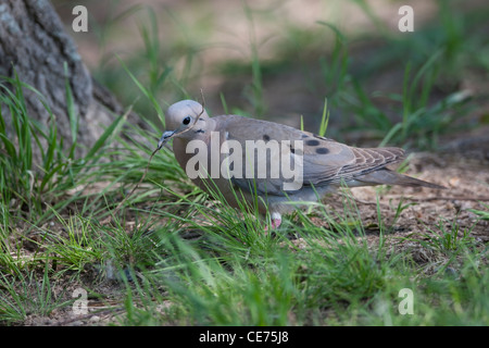 Eared Taube (Zenaida Auriculata Virgata) Stockfoto