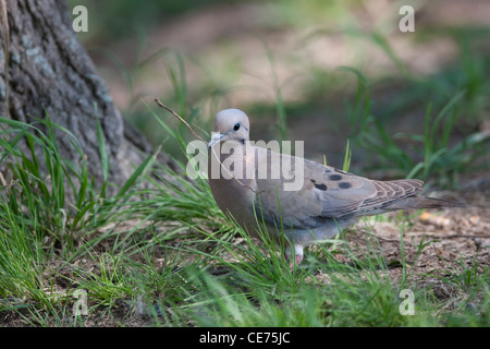 Eared Taube (Zenaida Auriculata Virgata) Stockfoto