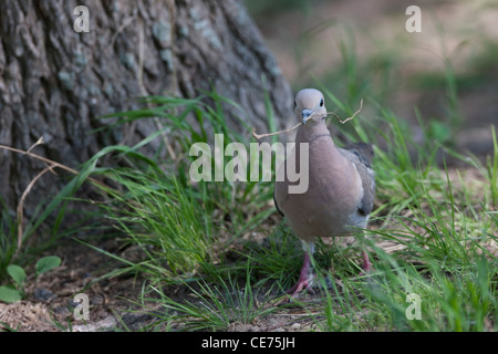 Eared Taube (Zenaida Auriculata Virgata) Stockfoto