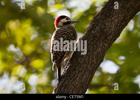 Grün-verjährt Specht (Colaptes Melanochloros Melanochloros), Stockfoto