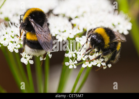 Bumble Bees auf Blumen im Sommer beschäftigt Versammlung Nektar Stockfoto