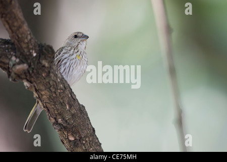 Safran Fink (Sicalis Flaveola Pelzelni), Pelzens Unterarten Stockfoto