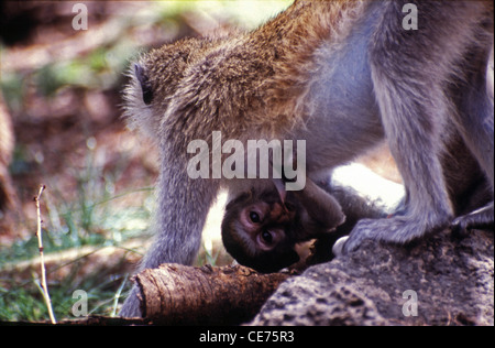 Weibliche Vervet Affe (Chlorocebus Pygerythrus, früher bekannt als grüne Aethiops) tragen ein Spanferkel-Youngster. Stockfoto