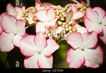Nahaufnahme blühende Lacecap Hortensia - Hydrangea Macrophylla - weiße Blüten mit roten Kanten Stockfoto